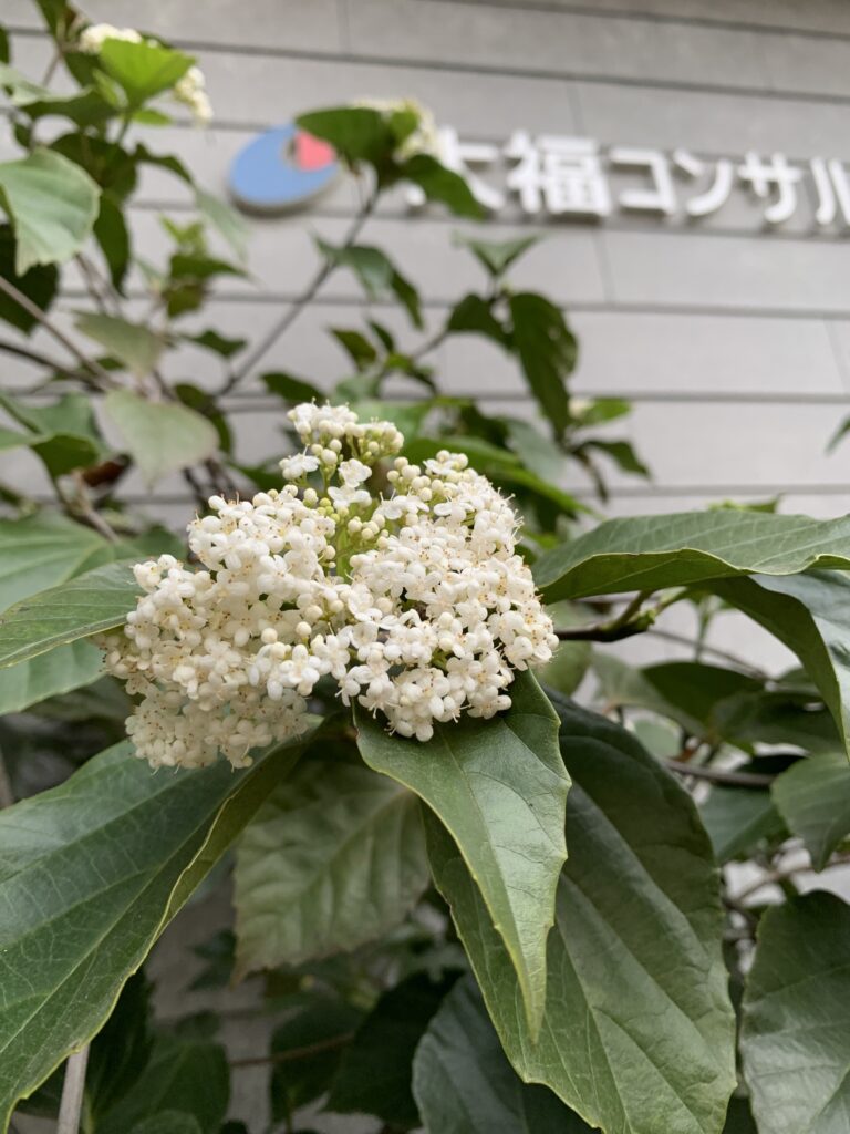 当施設の入口近くの「ハクサンボク」