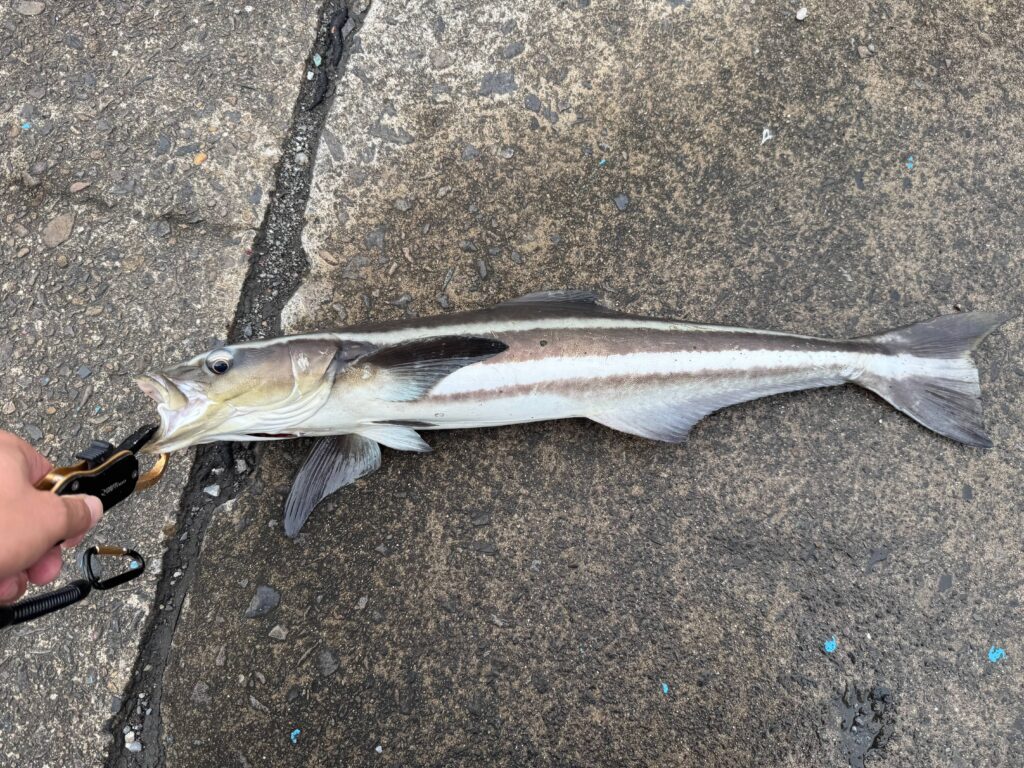 釣果報告①