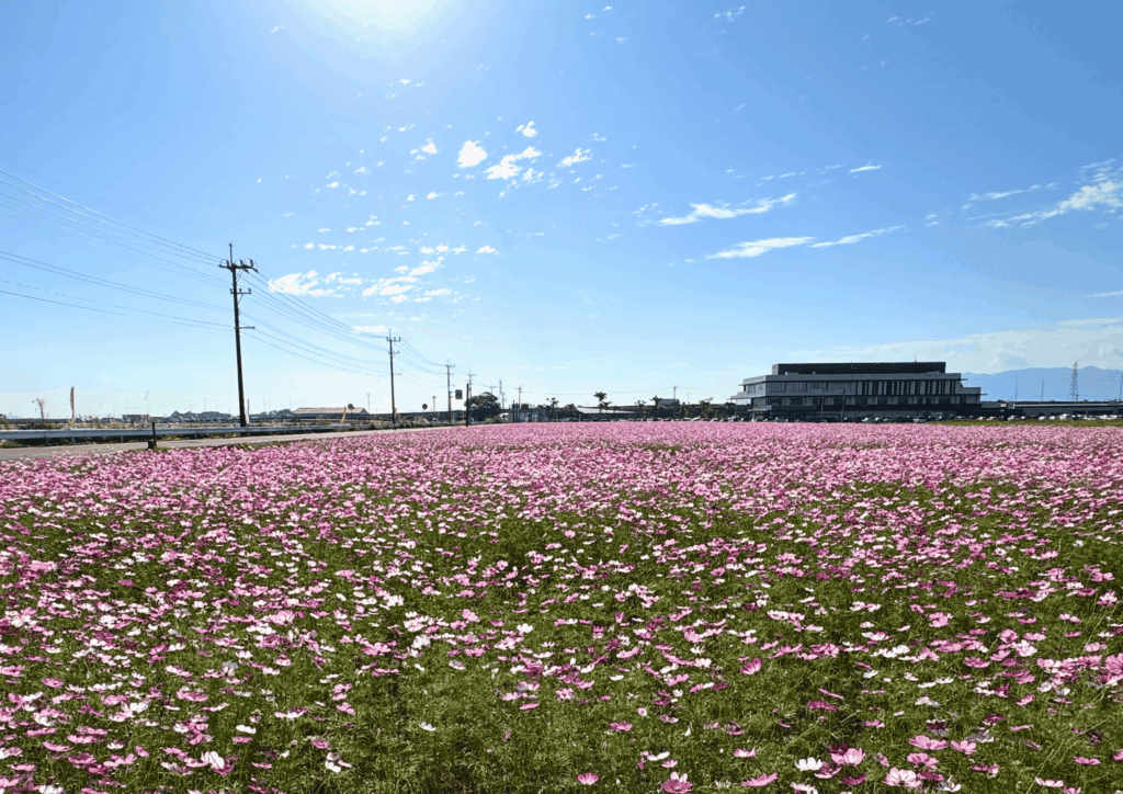 コスモスロード①