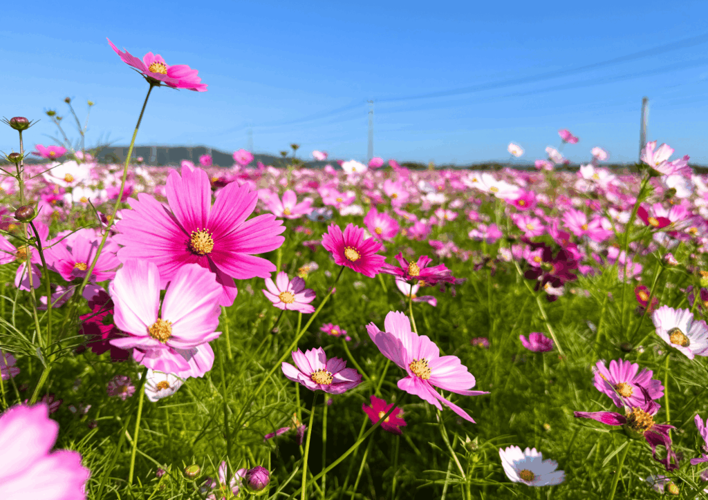 コスモスロード②